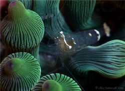Bubble anenome shrimp ... by Alex Tattersall 
